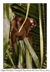 Night Monkeys