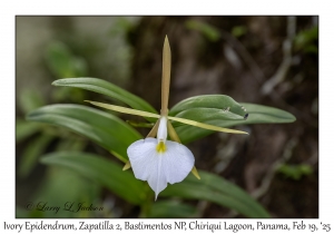Ivory Epidendrum