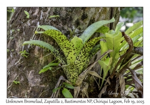 Unknown Bromeliad