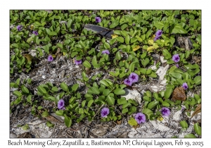 Beach Morning Glory