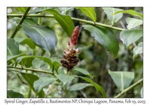 Spiral Ginger