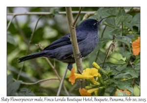 2025-02-20#3381 Diglossa plumbea - Slaty Flowerpiercer male, Finca Lerida Boutique Hotel, Boquete, Panama