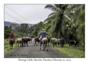 Moving Cattle