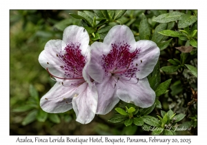 Azalea