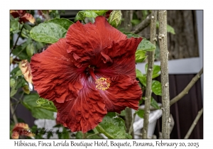 Hibiscus
