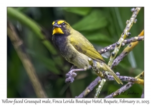 2025-02-21#3396 Tiaris olivaceus - Yellow-faced Grassquit male, Finca Lerida Boutique Hotel, Boquete, Panama