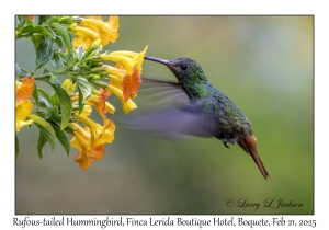 2025-02-21#3401 Amazilia tzacatl - Rufous-tailed Hummingbird, Finca Lerida Boutique Hotel, Boquete, Panama