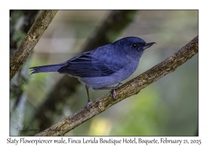 2025-02-21#3403 Diglossa plumbea - Slaty Flowerpiercer male, Finca Lerida Boutique Hotel, Boquete, Panama