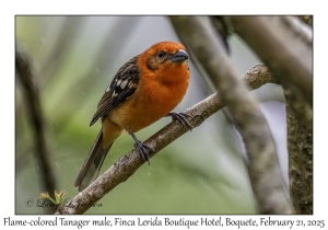 2025-02-21#3418 Piranga bidentata - Flame-colored Tanager male, Finca Lerida Boutique Hotel, Boquete, Panama