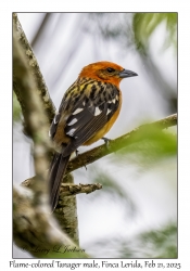 2025-02-21#3428 Piranga bidentata - Flame-colored Tanager male, Finca Lerida Boutique Hotel, Boquete, Panama