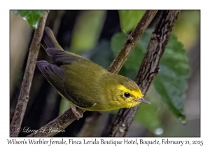 2025-02-21#3448 Wilsonia pusilla - Wilson's Warbler female, Finca Lerida Boutique Hotel, Boquete, Panama