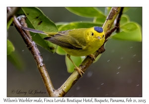 2025-02-21#3451 Wilsonia pusilla - Wilson's Warbler male, Finca Lerida Boutique Hotel, Boquete, Panama