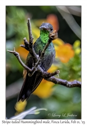 2025-02-21#3457 Eupherusa eximia - Stripe-tailed Hummingbird male, Finca Lerida Boutique Hotel, Boquete, Panama