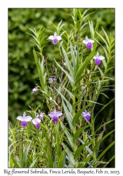 Big-flowered Sobralia
