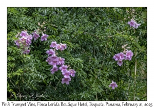 Pink Trumpet Vine