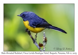 2025-02-21#3469 Myioborus miniatus - Slate-throated Redstart, Finca Lerida Boutique Hotel, Boquete, Panama