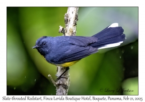 2025-02-21#3476 Myioborus miniatus - Slate-throated Redstart, Finca Lerida Boutique Hotel, Boquete, Panama