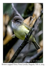 2025-02-21#3478 Vireo leucophrys - Brown-capped Vireo, Finca Lerida Boutique Hotel, Boquete, Panama