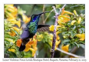 2025-02-21#3485 Colibri cyanotus - Lesser Violetear, Finca Lerida Boutique Hotel, Boquete, Panama