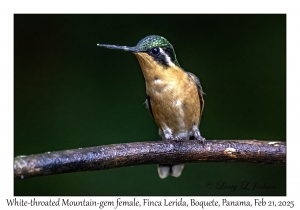 2025-02-21#3494 Lampornis castaneoventris - White-throated Mountain-gem female, Tree Trek, Volcan Baru, Palo Alto, Panama