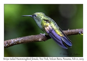 2025-02-21#3495 Eupherusa eximia - Stripe-tailed Hummingbird female, Tree Trek, Volcan Baru, Palo Alto, Panama