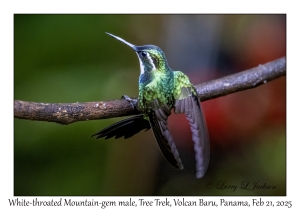 2025-02-21#3497 Lampornis castaneoventris - White-throated Mountain-gem male, Tree Trek, Volcan Baru, Palo Alto, Panama