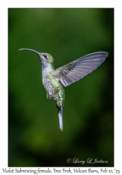 2025-02-21#3504 Campylopterus hemileucurus - Violet Sabrewing female, Tree Trek, Volcan Baru, Palo Alto, Panama