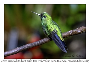 Green-crowned Brilliant male