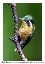 2025-02-21#3511 Lampornis castaneoventris - White-throated Mountain-gem female, Tree Trek, Volcan Baru, Palo Alto, Panama