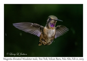 2025-02-21#3516 Calliphlox bryantae - Magenta-throated Woodstar male, Tree Trek, Volcan Baru, Palo Alto, Panama