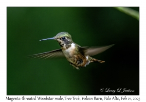 2025-02-21#3523 Calliphlox bryantae - Magenta-throated Woodstar male, Tree Trek, Volcan Baru, Palo Alto, Panama