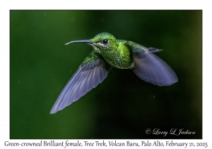 2025-02-21#3532 Heliodoxa jacula - Green-crowned Brilliant female, Tree Trek, Volcan Baru, Palo Alto, Panama