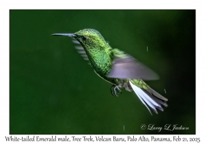 2025-02-21#3535 Elvira chionura - White-tailed Emerald male, Tree Trek, Volcan Baru, Palo Alto, Panama
