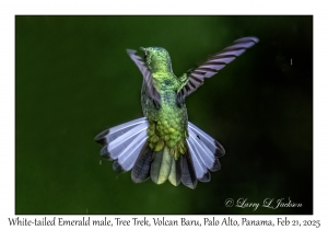 2025-02-21#3536 Elvira chionura - White-tailed Emerald male, Tree Trek, Volcan Baru, Palo Alto, Panama