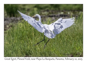 2025-02-22#3592 Ardea alba - Great Egret, Plowed Field, near Playa La Barqueta, Panama
