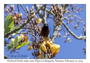 2025-02-22#3616 Icterus spurius - Orchard Oriole male, near Playa La Barqueta, Panama