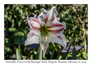 Amaryllis