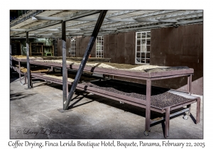 Coffee Drying