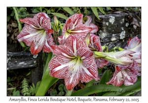 Amaryllis