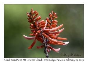 Coral Bean Plant