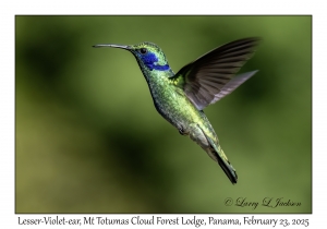 2025-02-23#3730 Colibri cyanotus - Lesser Violet-ear, Mt Totumas Cloud Forest Lodge, Panama