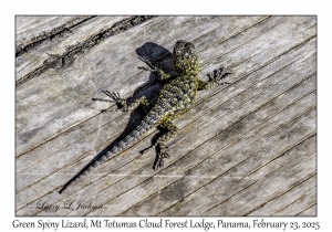 Green Spiny Lizard