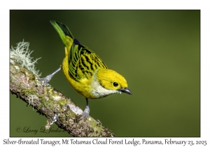 2025-02-23#3791 Tangara icterocephala - Silver-throated Tanager, Mt Totumas Cloud Forest Lodge, Panama