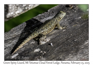 Green Spiny Lizard