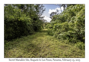 Secret Manakin Site