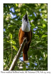 Three-wattled Bellbird male