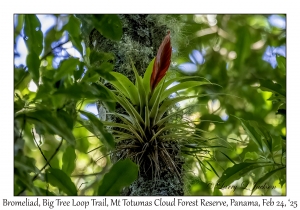 Bromeliad