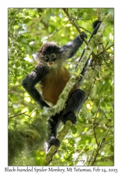 Black-handed Spider Monkey immature