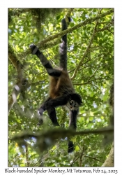 Black-handed Spider Monkey immature