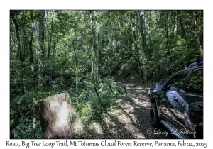 Road, Big Tree Loop Trail